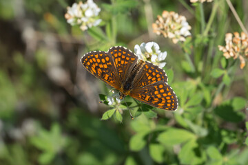 Nymphalidae / Amannisa / Heath Fritillary / Melitaea athalia
