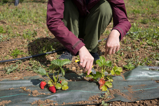 Gardening techniques for sustainable organic living