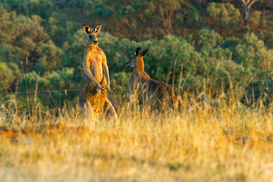 Fototapeta Kangaroos in the australian wilderness under golden light