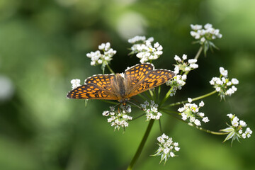 Nymphalidae / Amannisa / Heath Fritillary / Melitaea athalia