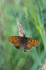 Nymphalidae / Amannisa / Heath Fritillary / Melitaea athalia