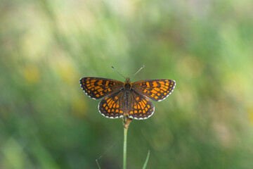 Nymphalidae / Amannisa / Heath Fritillary / Melitaea athalia