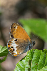 Satyridae / Funda Zıpzıp Perisi / Pearly Heath / Coenonympha arcania