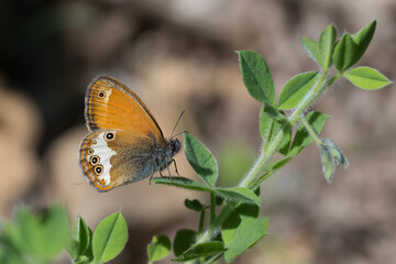 Satyridae / Funda Zıpzıp Perisi / Pearly Heath / Coenonympha arcania