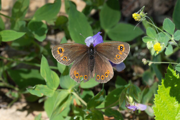 Satyridae / Orman Güzelesmeri / Woodland Ringlet / Erebia medusa