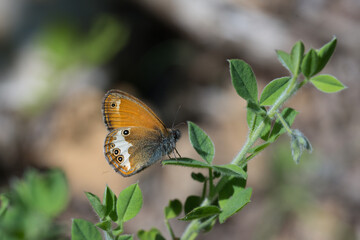 Satyridae / Funda Zıpzıp Perisi / Pearly Heath / Coenonympha arcania