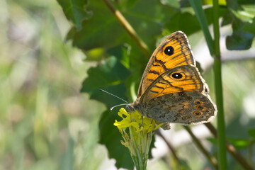 
Satyridae / Esmerboncuk / Large Wall / Lasiommata maera