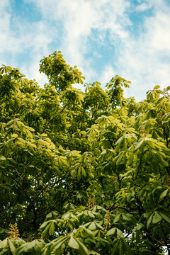 Horse chestnut tree foliage under blue sky