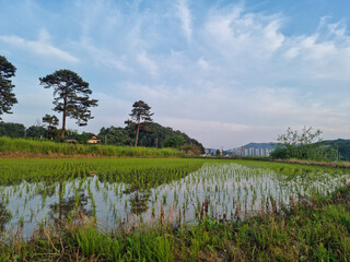 
This is a rural landscape in spring.