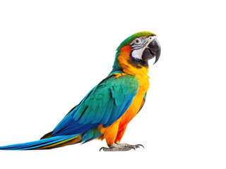 Fototapeta premium Parrot animal png tropical parrot png colorful parrot png exotic bird png wild parrot png talking parrot png transparent background image