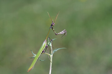 Peygamberdevesi (Mantodea)