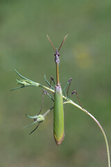 Peygamberdevesi (Mantodea)