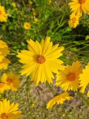 Golden-Wave flower on nature background
