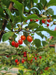 Ripe Autumn Olive Berries (Elaeagnus Umbellata) growing on a branch . oleaster