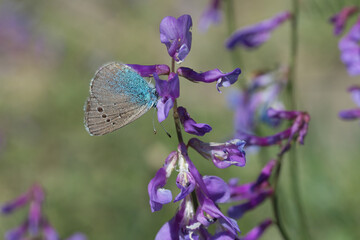 Lycaenidae / Karagözmavisi / Green-Underside Blue / Glaucopsyche alexis