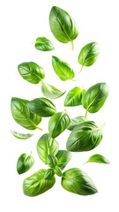 flying fresh basil leaves isolated on transparent white background png, clipping path
