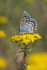  Bavius Mavisi » Rubrapterus bavius » Bavius Blue