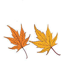 Fototapeta premium Maple leaf veror art illustrations