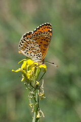 Nymphalidae / Güzel İparhan / Lesser Spotted Fritillary / Melitaea syriaca