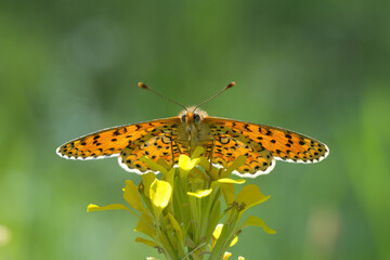 Nymphalidae / Güzel İparhan / Lesser Spotted Fritillary / Melitaea syriaca