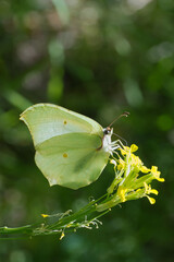 Pieridae / Orakkanat / Brimstone / Gonepteryx rhamni