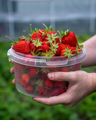 Planting strawberry in the garden. Big tasty strawberry with calyx, male hands holding plastic container. Gathered berries close up. Saturated red color. Summer food growing in the courtyard. 