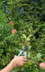 Summer pruning. Summer pruning of apple trees, typically done in late summer