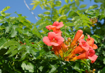 Campsis radicans, the trumpet vine, yellow trumpet vine, or trumpet creeper flowers on the green hedge.