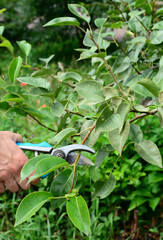 Pear tree summer pruning. Summer fruit tree pruning.