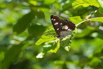 Nymphalidae / Akdeniz Hanımeli Kelebeği / Southern White Admiral / Limenitis reducta
