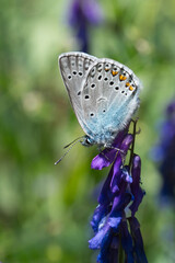 Lycaenidae / Çokgözlü Amanda / Amanda blue / Polyommatus amandus