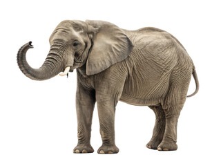 Obraz premium Performance elephant png show elephant png trained elephant png circus elephant png large animal act png dancing elephant png transparent background image