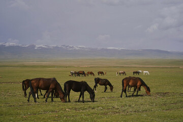 Obraz premium Herd of horses grazing on green meadow with mountain backdrop