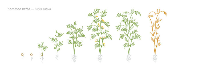 Common Vetch Growth Stages Vector Illustration - Vicia sativa Development Cycle