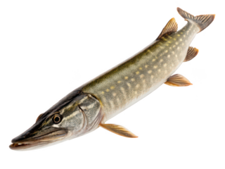 Pike animal png freshwater fish png predatory fish png large fish png northern pike png aquatic animal png transparent background image