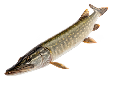 Pike animal png freshwater fish png predatory fish png large fish png northern pike png aquatic animal png transparent background image