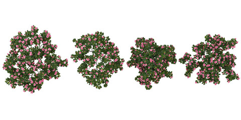 set of Oleander plants on transparent background from the top view