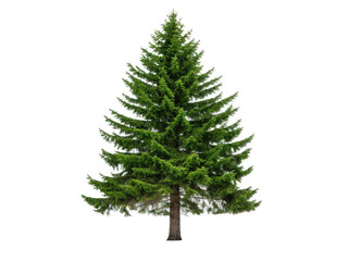 Pine tree png evergreen tree png conifer tree png Christmas tree png forest pine png tall pine tree png transparent background image