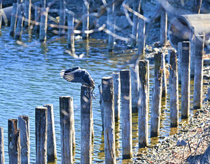 羽を広げ水辺に飛び立つオオバン
