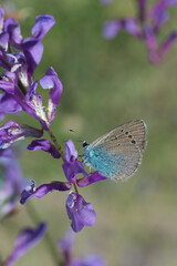 Lycaenidae / Karagözmavisi / Green-Underside Blue / Glaucopsyche alexis