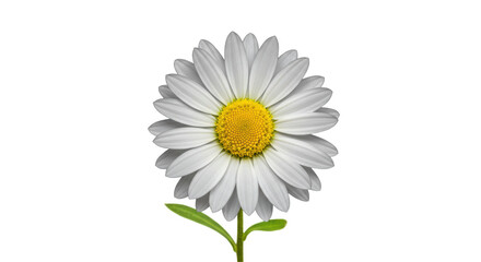 Isolated White Daisy Flower