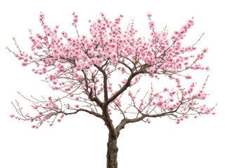 Plum tree png fruit tree png plum-bearing tree png orchard tree png blooming plum tree png deciduous fruit tree png transparent background image