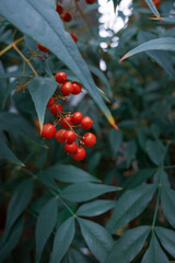 A close-up of red berries Heavenly bamboo (Nandina domestica.) growing among deep green bush,