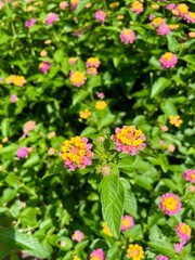 pink and yellow flowers