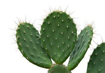 Isolated Prickly Pear Cactus Pads with Spines