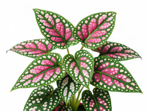 Polka dot plant flower png spotted leaves plant png decorative plant png houseplant with spots png colorful foliage png indoor plant png transparent background image - Powered by Adobe
