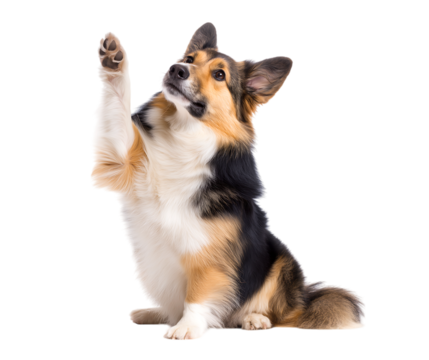 australian shepherd dog sitting raise hands, australian shepherd dog giving high five isolated on a transparent background