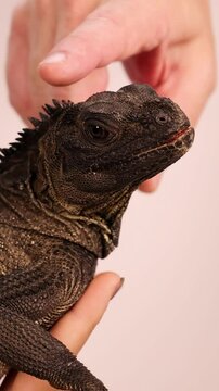 Gentle Interaction with a Hydrosaurus Lizard