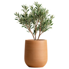Decorative plants in simple terracotta pot bring natural beauty and calm to any indoor space with their lush green leaves and elegant form