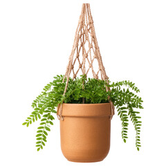 Hanging decorative plants in terracotta pot with lush green leaves create natural and charming atmosphere for indoor or outdoor spaces
